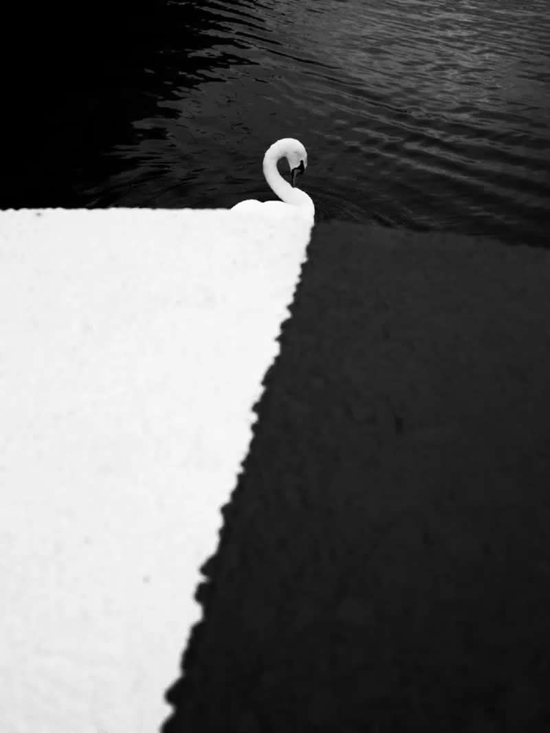 Minimalist Photography Awards: Open Category, 3rd Place Winner: "Swan" by Florian Wurzinger