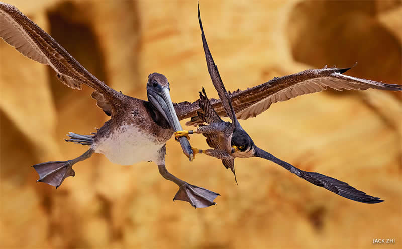 National Wildlife Photo Contest: Birds, First Place by Jack Zhi