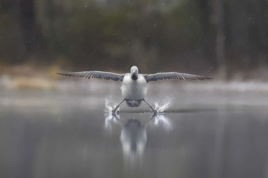 Comedy Wildlife Photography Awards: Highly Commended - "Landing gear down" by Erkko Badermann, Finland