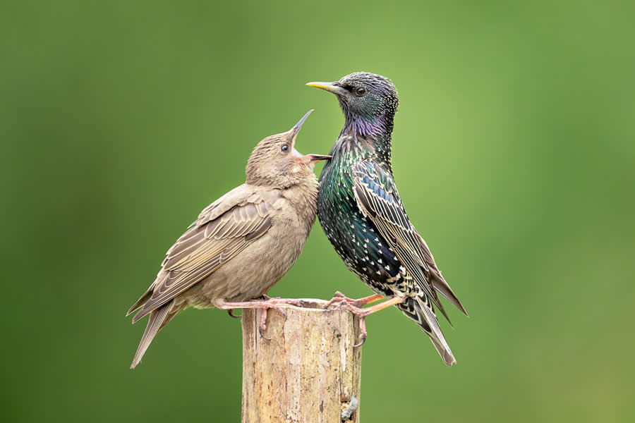 Chromatic Awards: Honorable Mention - "Adult starling with young" by Jo Huntjens, Netherlands