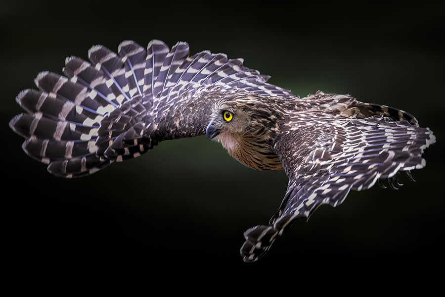 Chromatic Awards: Honorable Mention - "Buffy Fish Owl In Flight" by Partha Roy, Singapore