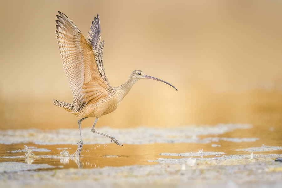 Chromatic Awards: Honorable Mention - "Dance Like No One’s Watching" by Elizabeth Yicheng Shen, United States