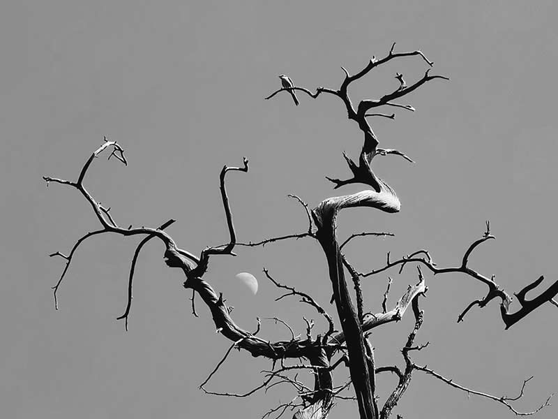 Ancient Trees, Birds and the Moon by Zhengjie Wu - Mobile Photography Awards Black and White Winners