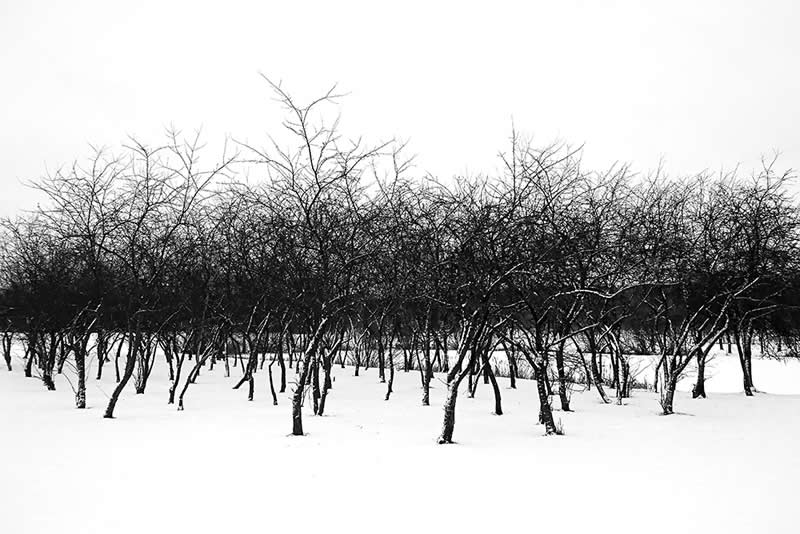 Winter in the Park by Dominikia Koszowska - Mobile Photography Awards Black and White Winners