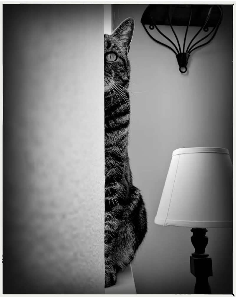 Peek-a-boo by James Cherry - Mobile Photography Awards Black and White Winners