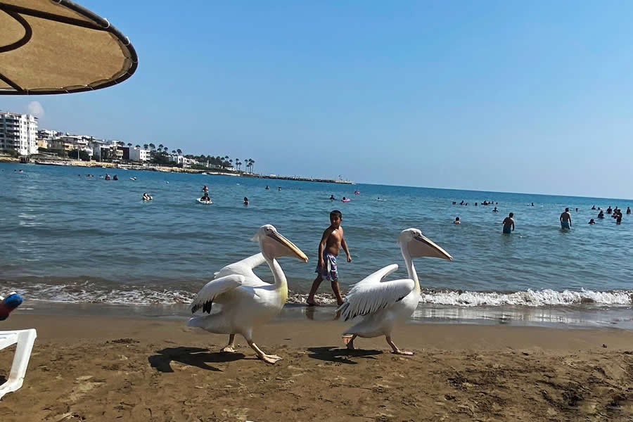 Street Photography by Ayla Guvenc Imir