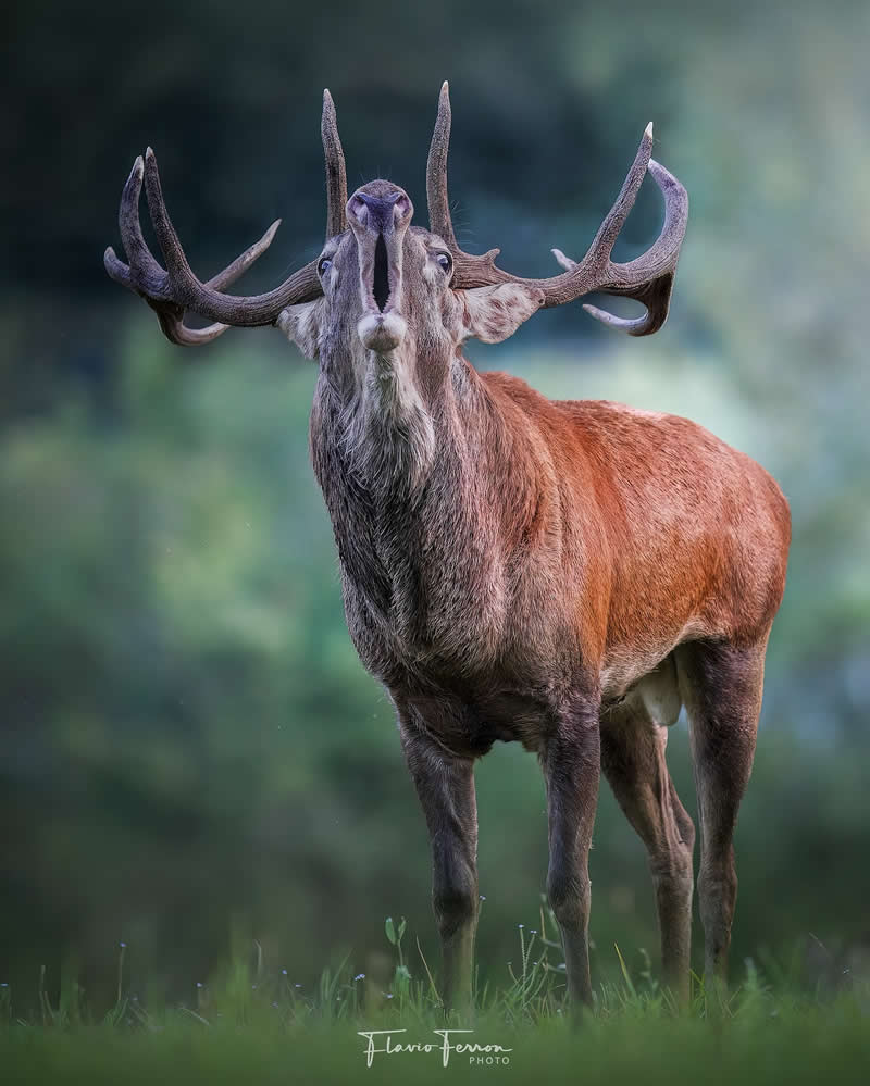 Wildlife Photography by Flavio Ferron