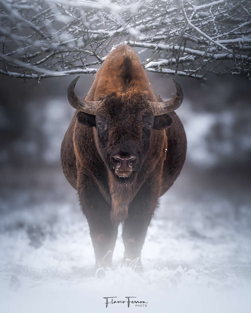 Wildlife Photography by Flavio Ferron