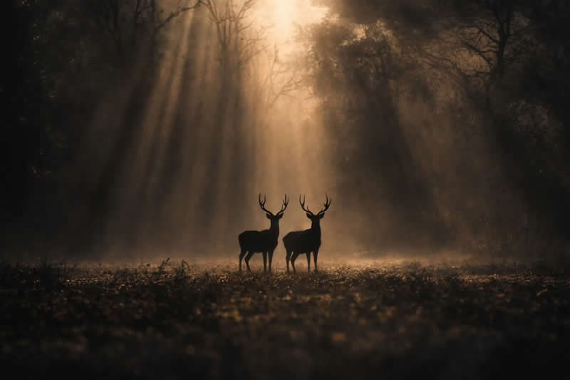 Indian Wildlife Photography by Ashok Sikri