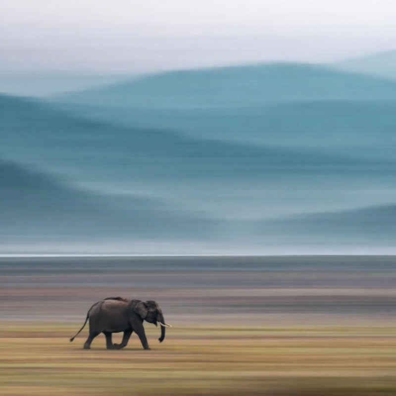 Indian Wildlife Photography by Ashok Sikri