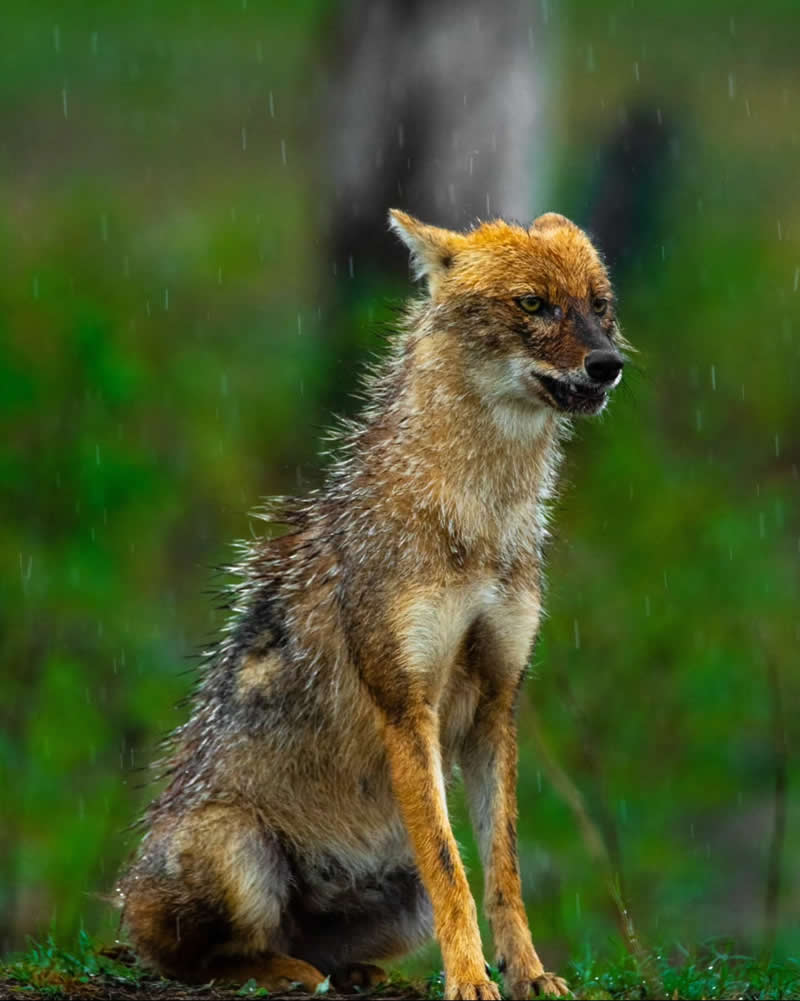 Indian Wildlife Photography by Ashok Sikri