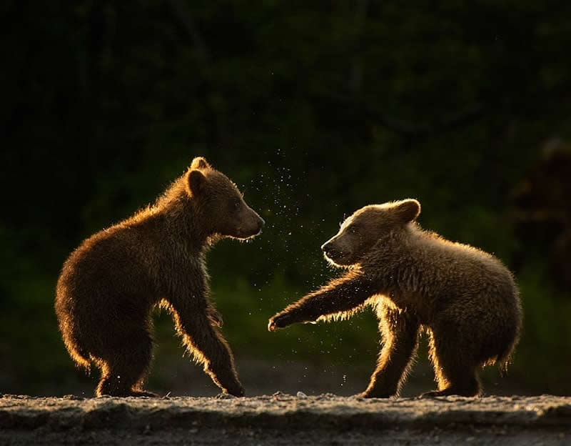 Wildlife Photography by Andy Parkinson