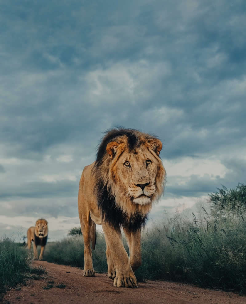 Wildlife Photography by Donal Boyd