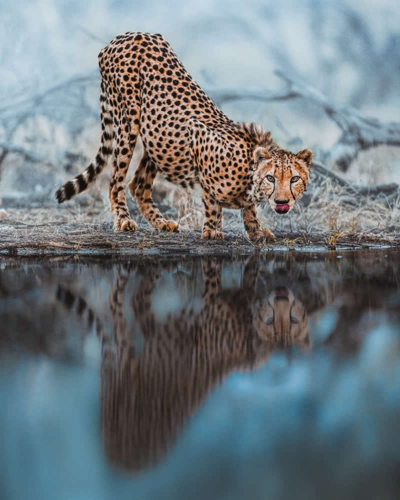 Wildlife Photography by Donal Boyd