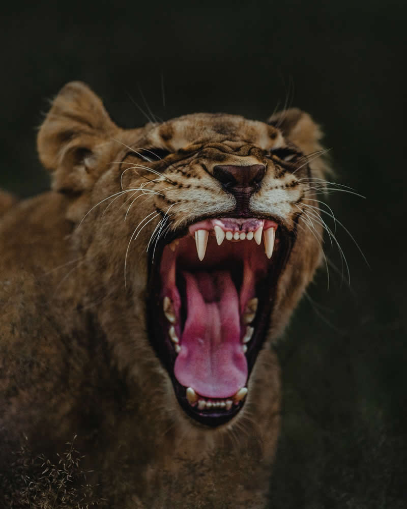 Wildlife Photography by Donal Boyd