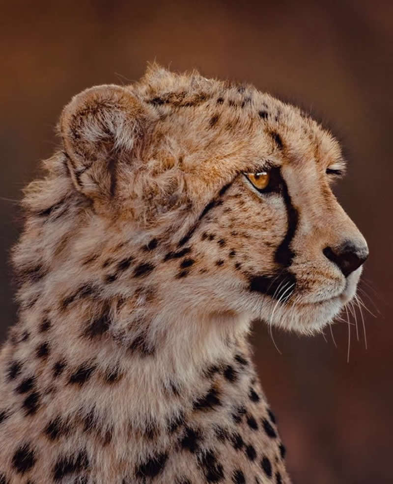 Wildlife Photography by Donal Boyd