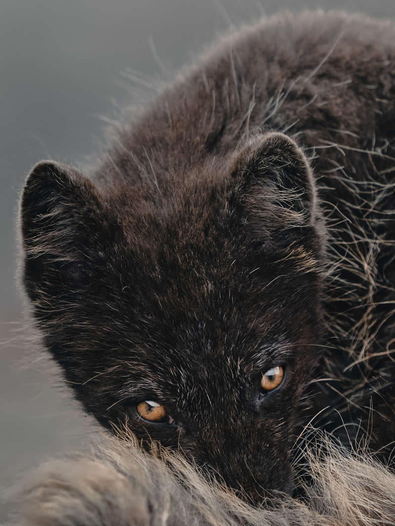 Wildlife Photography by Donal Boyd