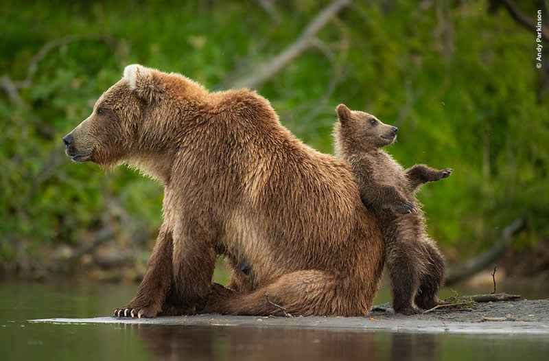 Wildlife Photography by Andy Parkinson