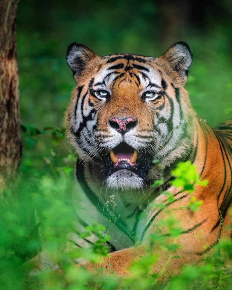 Indian Wildlife Photography by Gurudatt S A