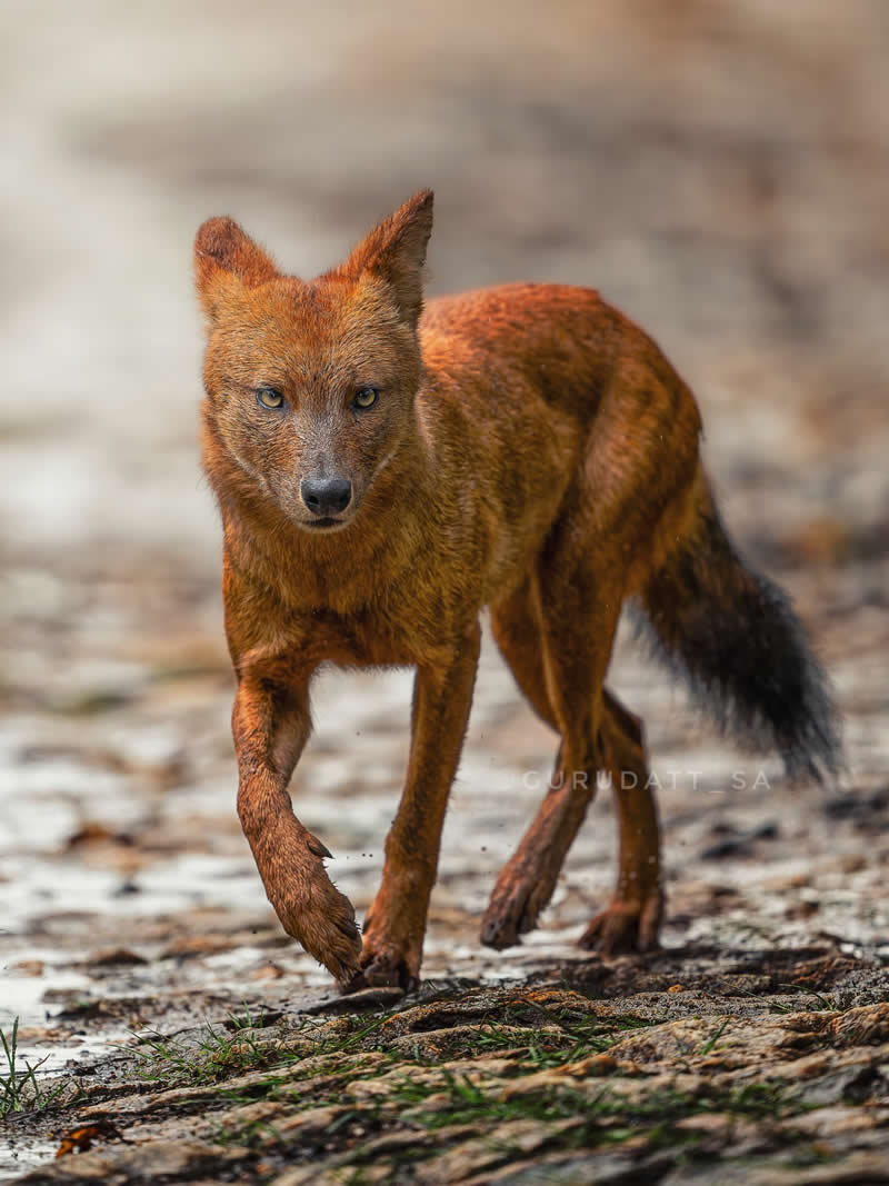 Indian Wildlife Photography by Gurudatt S A