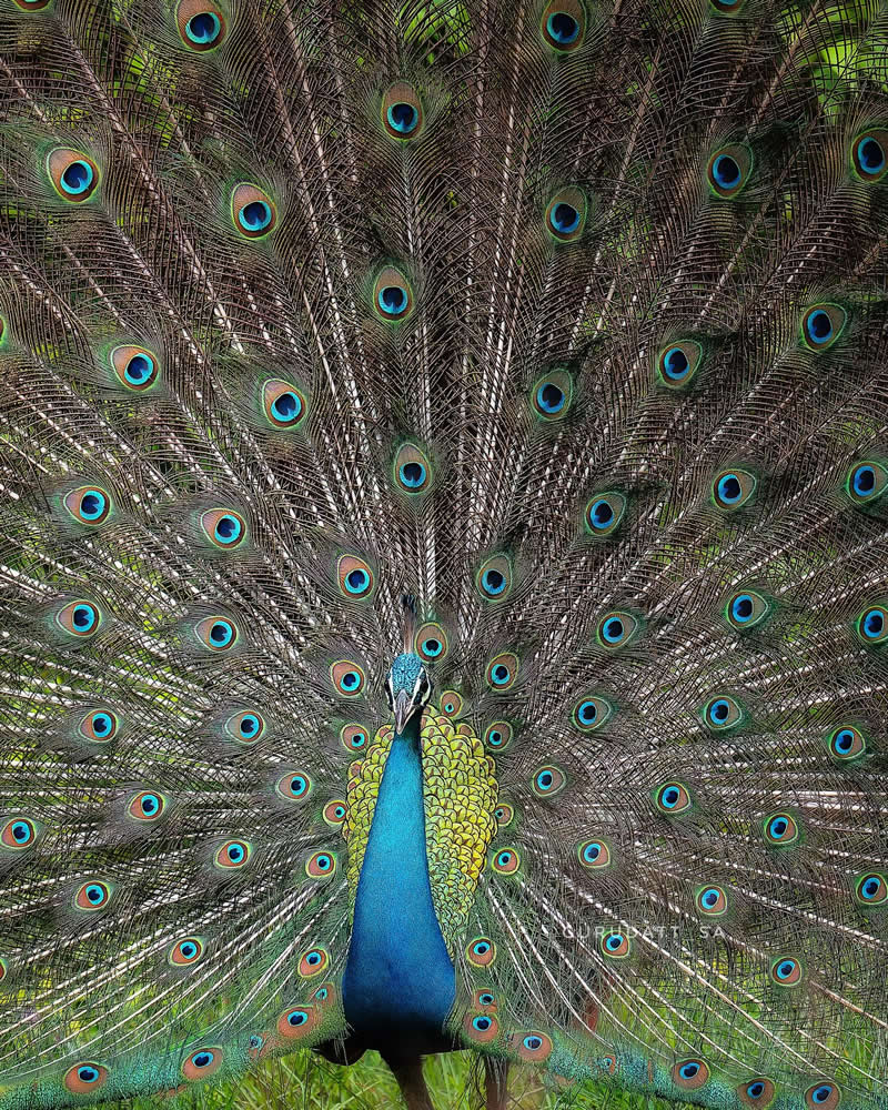 Indian Wildlife Photography by Gurudatt S A