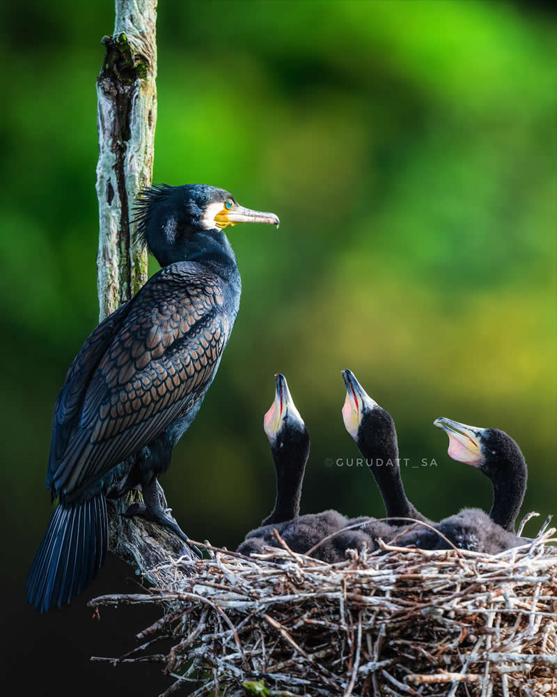 Indian Wildlife Photography by Gurudatt S A