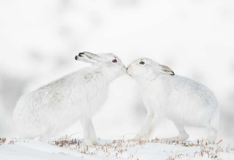 Wildlife Photography by Andy Parkinson