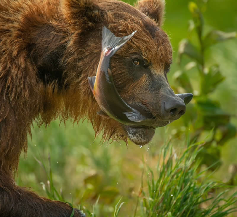 Wildlife Photography by Andy Parkinson