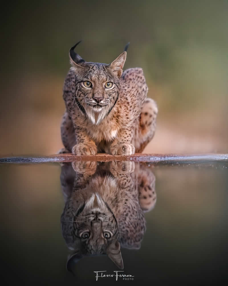 Wildlife Photography by Flavio Ferron