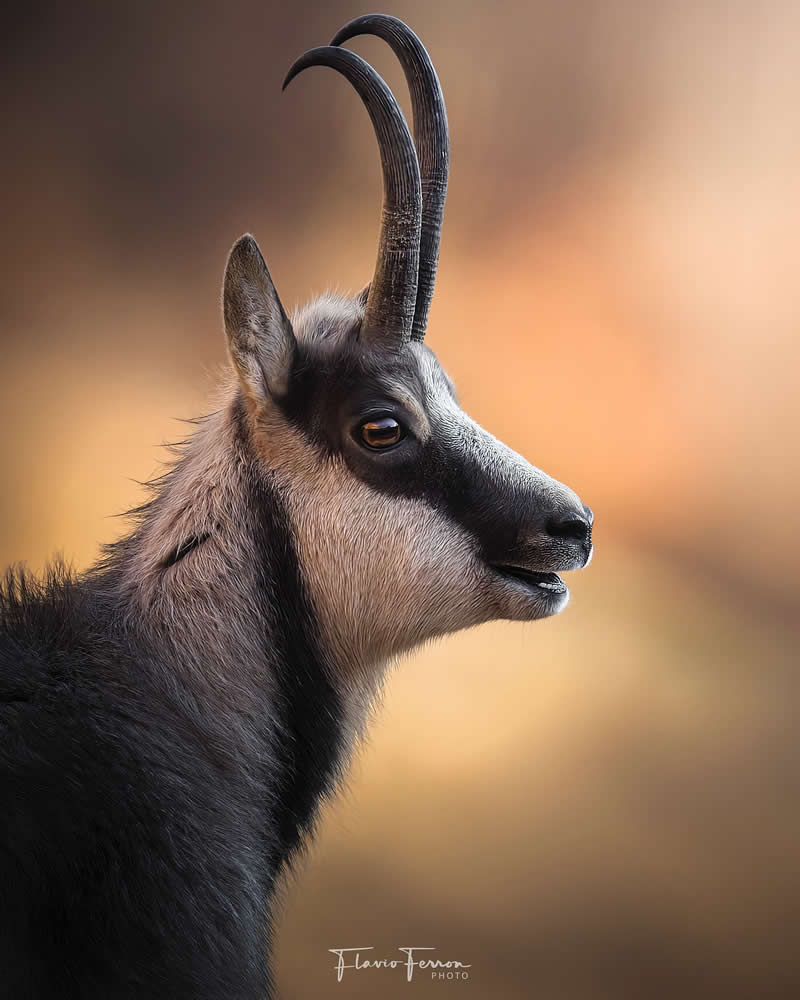 Wildlife Photography by Flavio Ferron