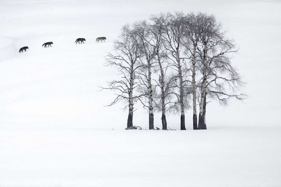 2025 BigPicture Natural World People Choice Award