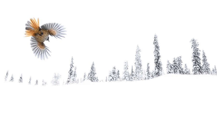 2025 Fine Art Photography Awards Wildlife Winners