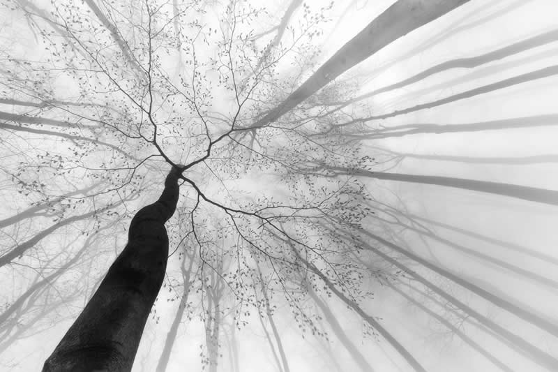 Monochrome Nature Photos