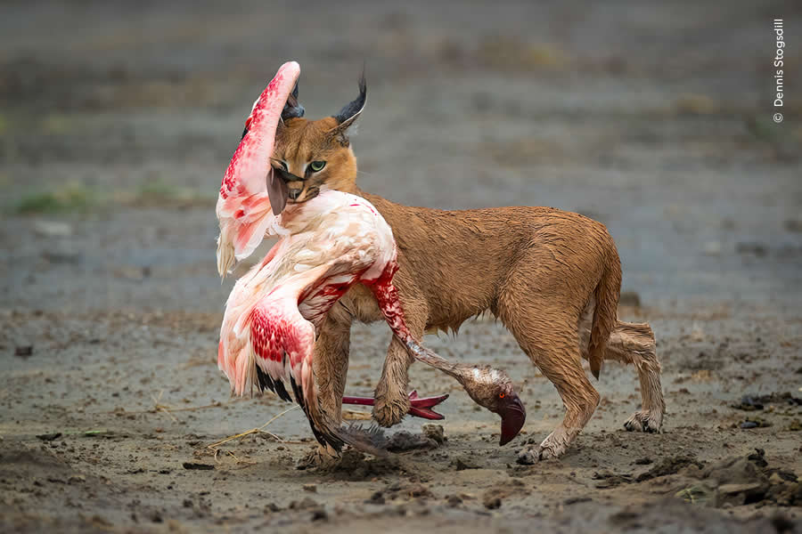 Cat Amongst the Flamingos by Dennis Stogsdill - Wildlife Photographer of the Year 2025 Winners