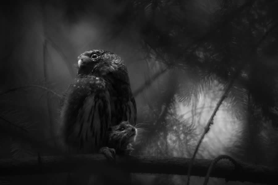 Silent Despair by Luca Lorenz - 2025 European Wildlife Photographer of the Year Awards