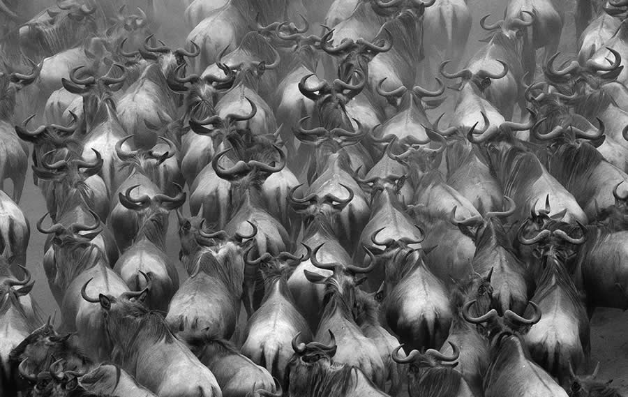 Nature and Wildlife Winners 2025 Monovisions Photography Awards