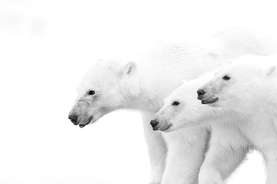 Nature and Wildlife Winners 2025 Monovisions Photography Awards