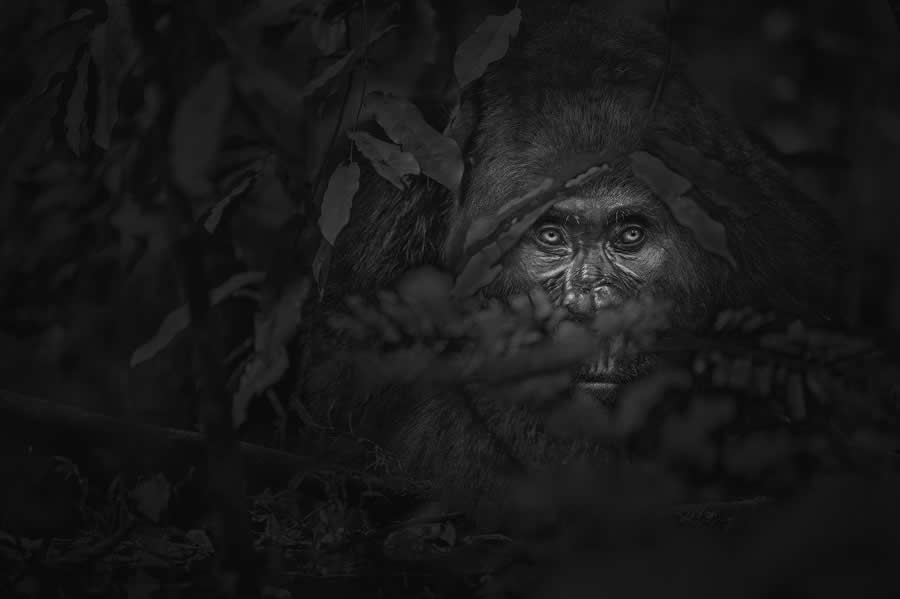 Black-and-White Wildlife Winning Photos from the 2025 reFocus Photography Awards
