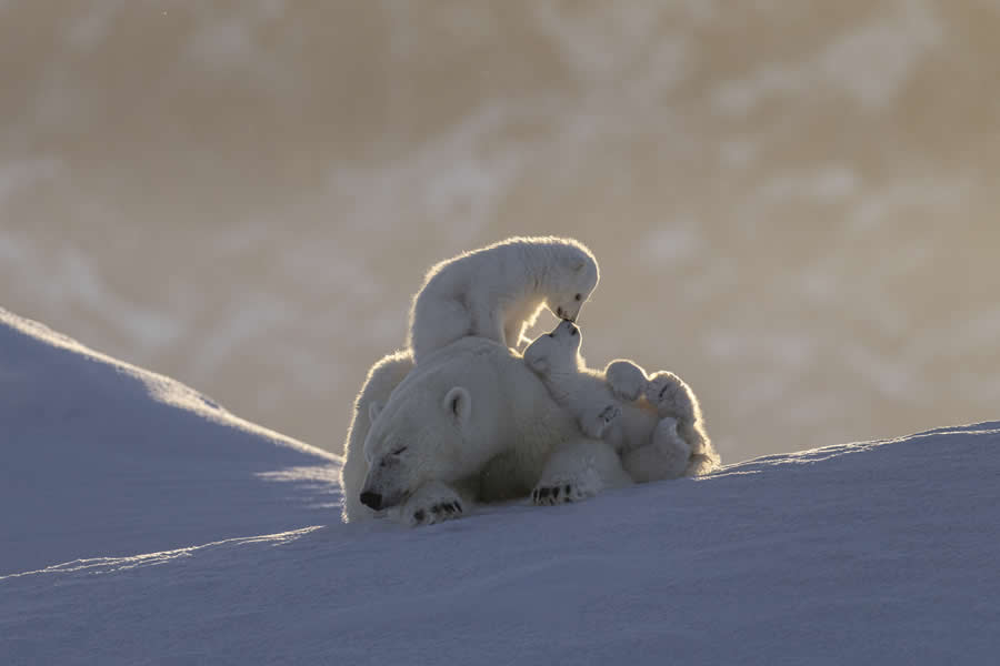 2025 Remembering Wildlife Winners 