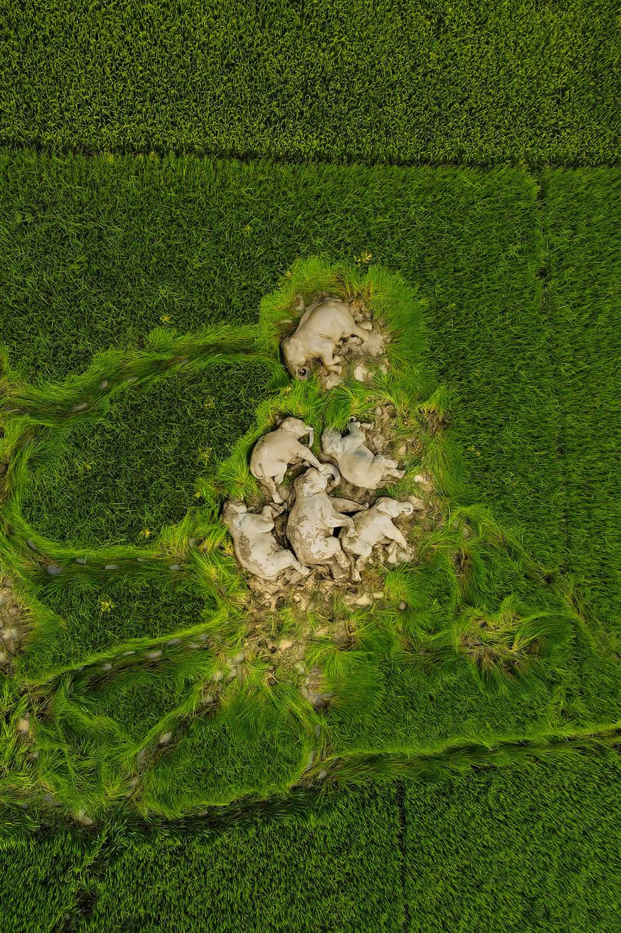 Wildlife-Winning Photos from the 35 Photography Awards