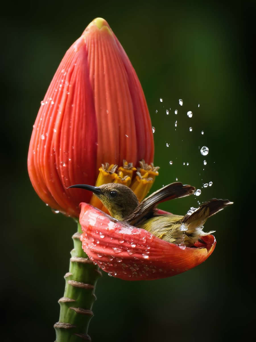 Wildlife-Winning Photos from the 35 Photography Awards