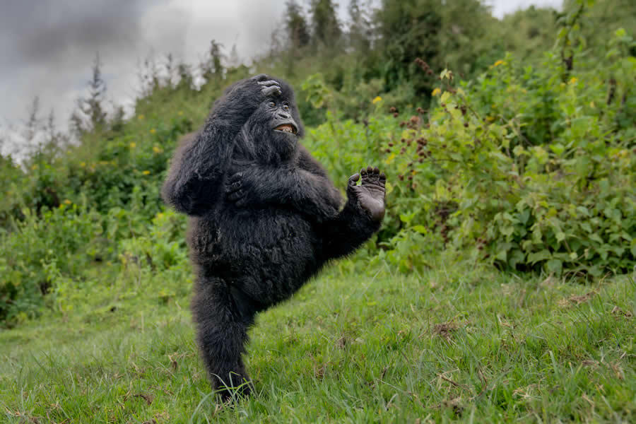 2025 Comedy Wildlife Photography Awards Winners