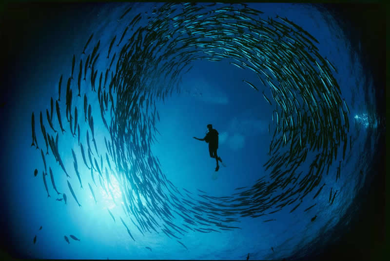 A battery of barracudas circle a diver in Papua New Guinea's Bismarck Sea by David Doubilet - Most Iconic Photos From the National Geographic Archives