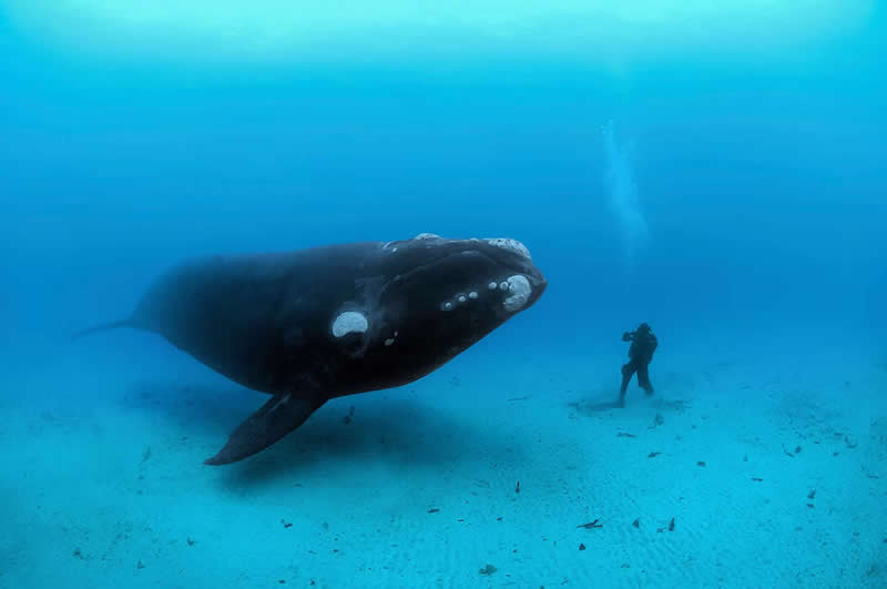 70-ton whale by Brian Skerry - Most Iconic Photos From the National Geographic Archives