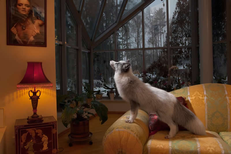 In Saint Petersburg, Russia, a pet fox perches on the couch of its wealthy owners by Vincent J. Musi - Most Iconic Photos From the National Geographic Archives