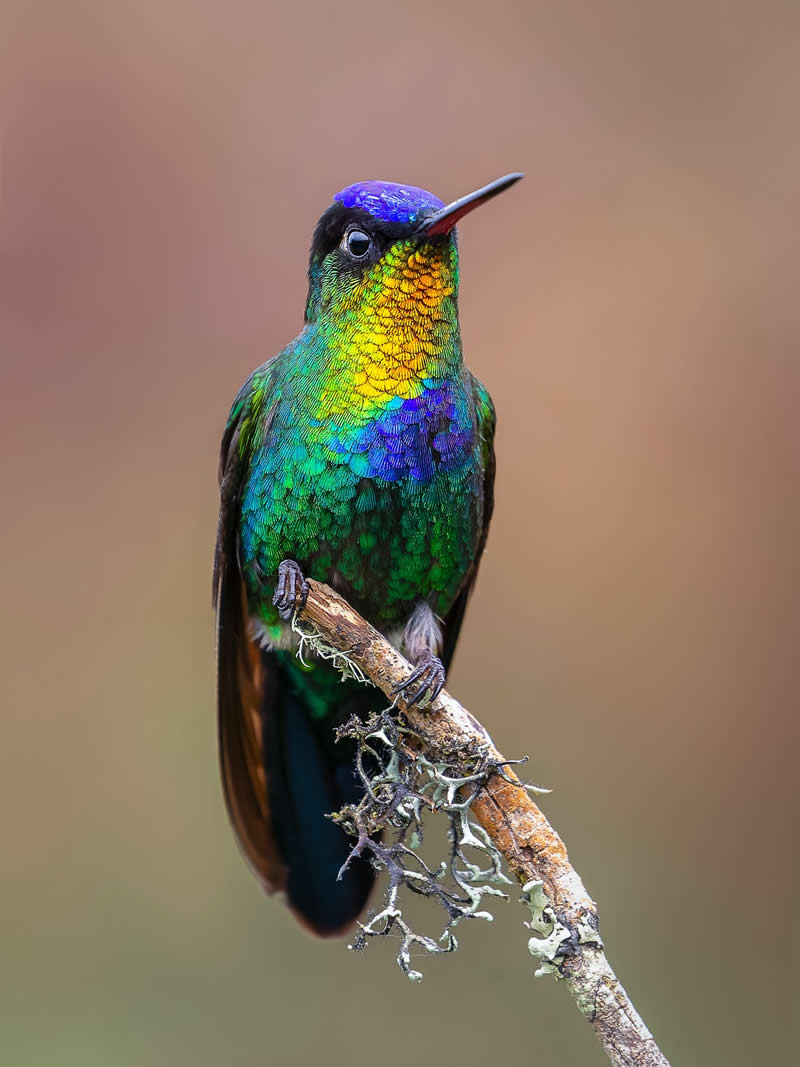 Fiery-throated Hummingbird - Costa Rica Bird Photography by Javier Chaves Alvarado