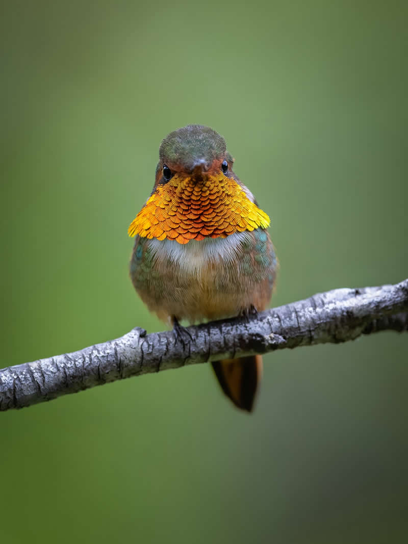 Orange-throated Chispita - Costa Rica Bird Photography by Javier Chaves Alvarado
