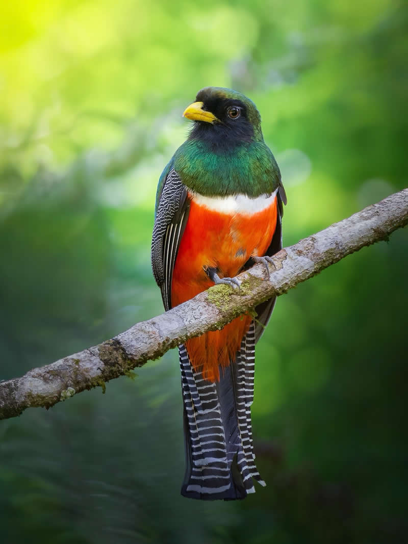 Collared Trogon - Costa Rica Bird Photography by Javier Chaves Alvarado