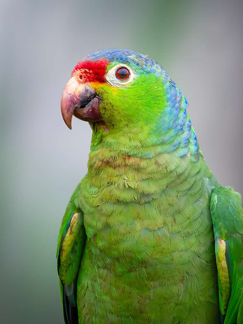 Red-fronted Parrot - Costa Rica Bird Photography by Javier Chaves Alvarado