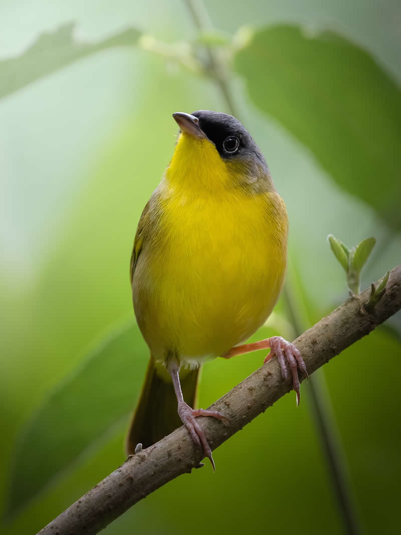 Gray-crowned Yellowthroat - Costa Rica Bird Photography by Javier Chaves Alvarado